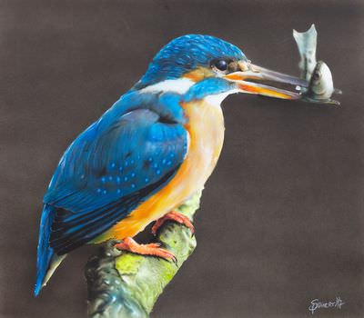 Eisvogel Airbrush auf Airbrushpapier